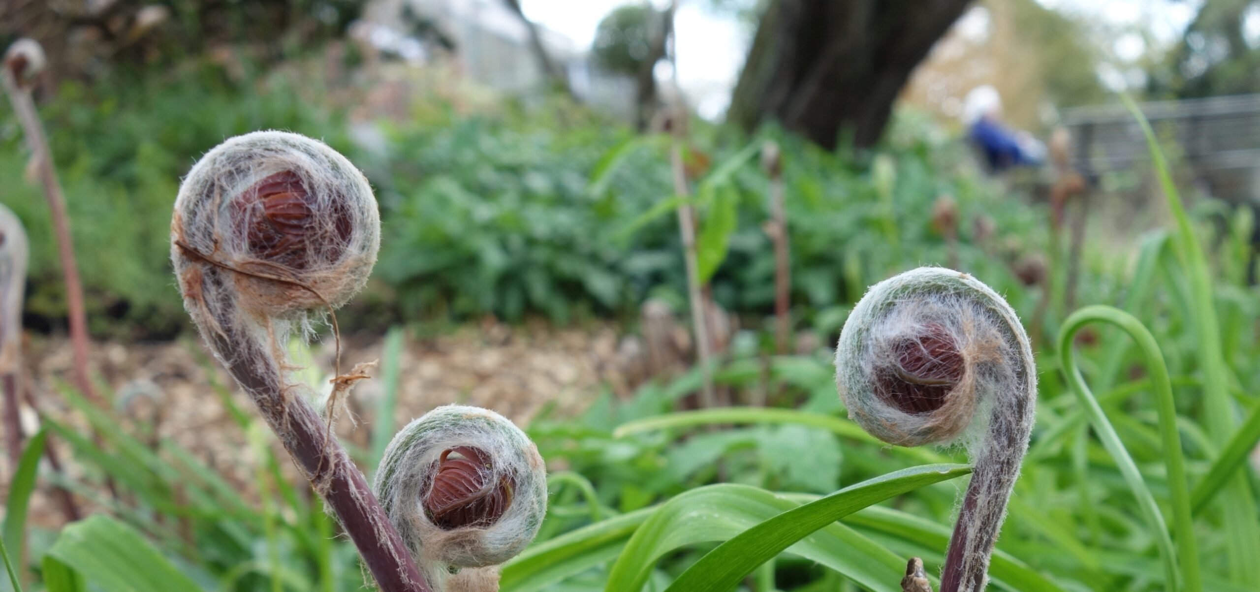 Irma Jansen Tuinontwerp